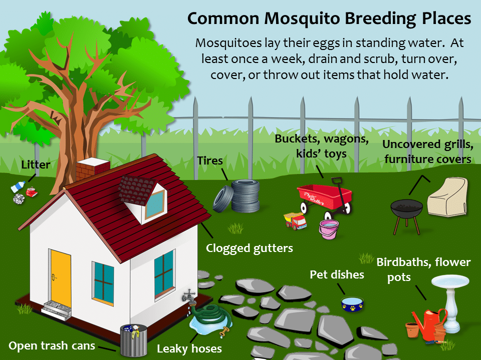 Mosquito Prevention Graphic